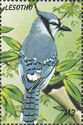 Blue Jay (Cyanocitta cristata)